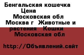 Бенгальская кошечка  › Цена ­ 20 000 - Московская обл., Москва г. Животные и растения » Кошки   . Московская обл.